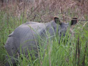 Uncertainty illustrated by a huge rhino hiding among tall grasses, looking in the direction of the camera.