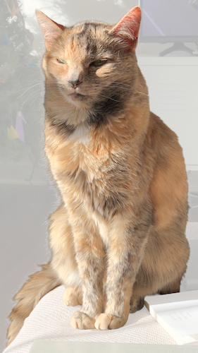 Alice the Cat had little trouble finding contentment.