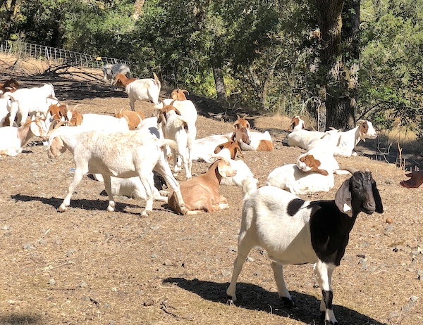About 25 of the 200+ goats wait in the hot sun, waiting for staff to come water the goats.