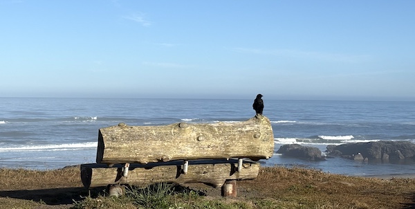 A crow sits atop a wooden bench looking out over the Pacific Ocean.