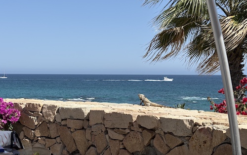 An iguana on a stone wall looks out to sea, where a motorboat is crossing the horizon. A palm tree frames the right edge of the picture.