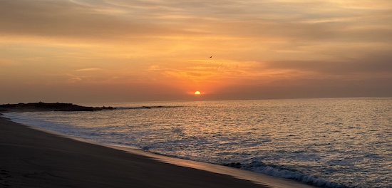 An osprey flies across a brilliant sunrise, with the sun coming up over a calm ocean, with a beach in the forground