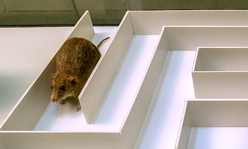 A rat navigates a maze